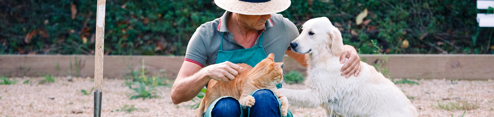 Rage Parvovirose Leucose Des Maladies Infectieuses Chez Le Chien Et Le Chat Importance De Vacciner Son Animal
